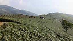 IMG_4454.JPG