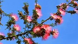 IMG_4467.JPG