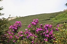 IMG_4468.JPG