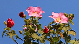 IMG_4608.JPG