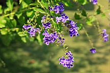 IMG_4609.JPG
