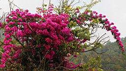 IMG_4779.JPG
