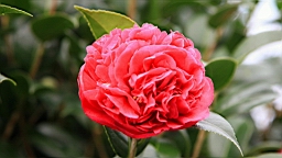 IMG_5070.JPG