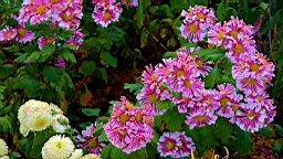 IMG_6368.JPG