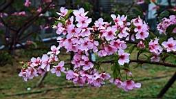 IMG_6545.JPG
