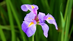 IMG_8861.JPG