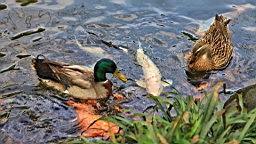 IMG_8905.JPG