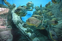 IMG_9085.JPG