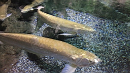 IMG_9086.JPG