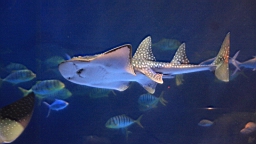 IMG_9104.JPG