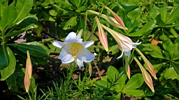 IMG_9468.JPG