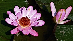 IMG_9469.JPG