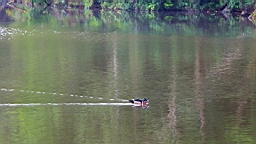 IMG_9665.JPG