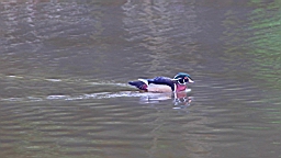 IMG_9666.JPG
