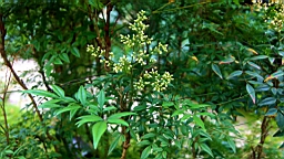 IMG_9743.JPG