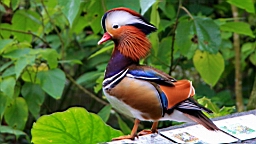 IMG_9759.JPG