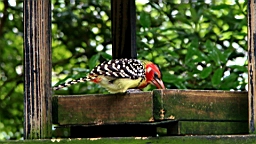IMG_9767.JPG