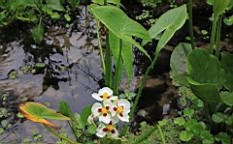 IMG_9783.JPG