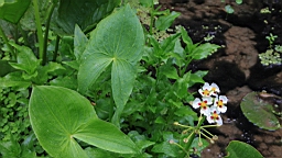 IMG_9784.JPG