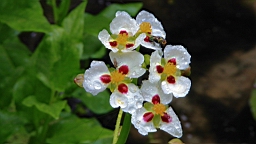 IMG_9785.JPG