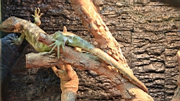 IMG_9812.JPG