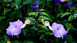 IMG_9831.JPG