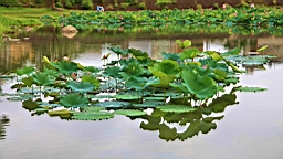 IMG_0079.JPG