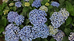 IMG_0065.JPG
