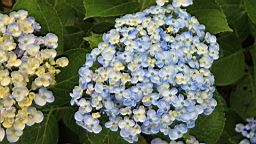IMG_0066.JPG