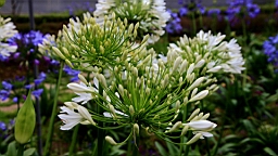 IMG_0083.JPG
