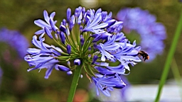 IMG_1115.JPG