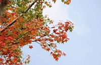 IMG_4387.JPG