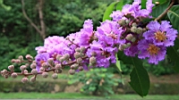 IMG_0821.JPG