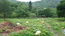 P1050635.JPG