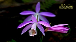 IMG_6856T.JPG