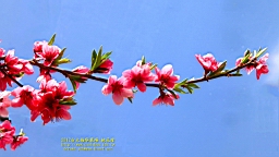 IMG_6896T.JPG