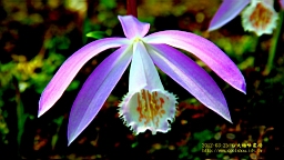 IMG_6916t.JPG