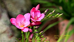 IMG_6932T.JPG