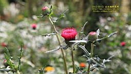 IMG_6938T.JPG