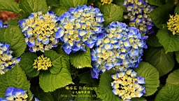 IMG_6951.JPG