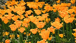 IMG_6967.JPG