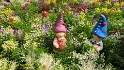 IMG_6971.JPG