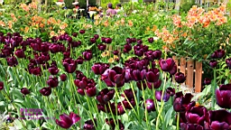 IMG_6974.JPG