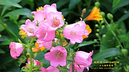 IMG_6990.JPG