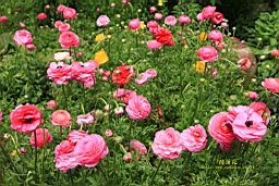 IMG_6991.JPG