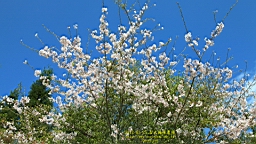IMG_7013.JPG