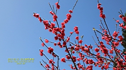 IMG_7014.JPG