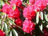 160-6022_IMG.JPG