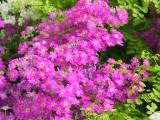 160-6031_IMG.JPG