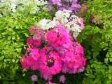 160-6033_IMG.JPG